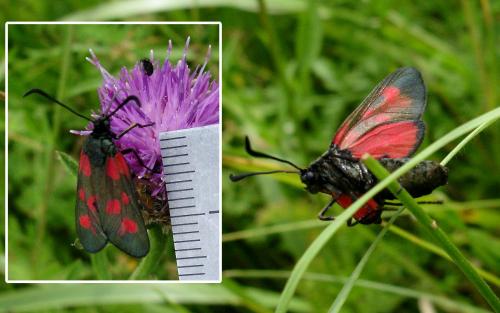 Réf. 166 096 : Zygaena viciae