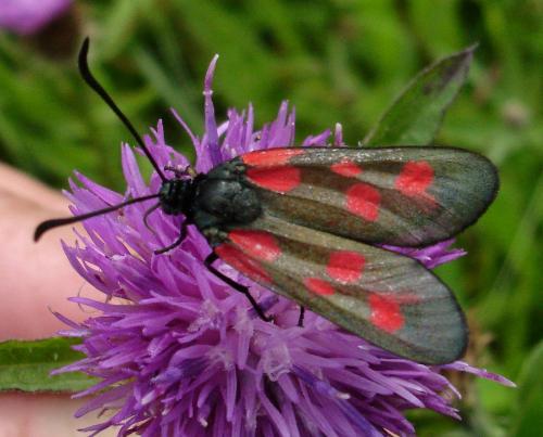 Réf. 166 097 : Zygaena viciae