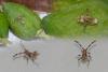 Coreus marginatus