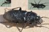 Pterostichus melanarius