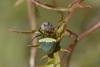 166088 – Photo : D. Martinez – Philippines