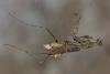 166087 – Photo : D. Martinez – Philippines