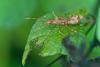 166649 – Photo : D. Martinez – Philippines