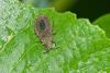 166648 – Photo : D. Martinez – Philippines