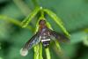 166430 – Photo : D. Martinez – Philippines