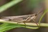 166385 – Photo : D. Martinez – Philippines