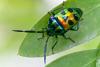 166384 – Photo : D. Martinez – Philippines