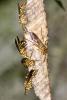 166992 – Photo : D. Martinez – Philippines