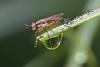 166975 – Photo : D. Martinez – Philippines