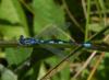 Coenagrion scitulum