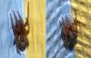 Amaurobius sp.