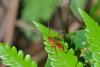 166512 – Photo : D. Martinez – Philippines