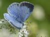 166654 – Photo : Christian Berquer – France (50)