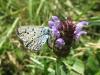 166756 – Photo : Emilie Bernard – France (74)