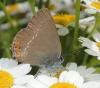 166910 – Photo : Catherine Reymonet-Smitten – France (31)