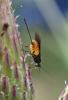 166224 – Photo : Catherine Reymonet-Smitten – France (31)