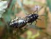 Eurydema sp.