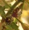Eurydema sp.