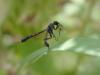 166786 – Photo : Catherine Reymonet-Smitten – France (31)