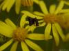 166432 – Photo : Sandrine Berthault – France (86)