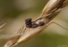 166466 – Photo : Sandrine Berthault – France (86)