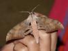 166750 – Photo : Laetitia Berquer – Mayotte