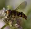 166363 – Photo : Christian Berquer – France (50)