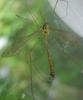 166443 – Photo : Guénael Hallart – France (02)