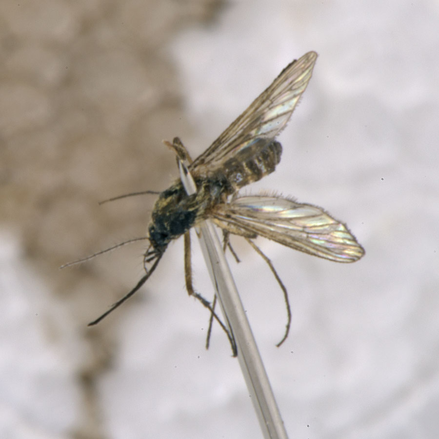 Eugène Vandebeulque - Ochlerotatus sp. - réf. 166758 (900 x 900 pixels, 100 ko)