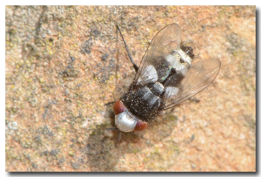 DUBOIS Yves - Sphenometopa sp. - réf. 166323 (834 x 567 pixels, 193 ko)