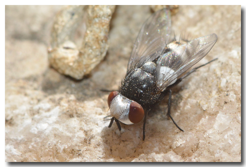 DUBOIS Yves - Sphenometopa sp. - réf. 166325 (834 x 567 pixels, 149 ko)