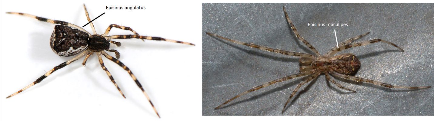 Philippe Legros - Episinus sp. - réf. 166933 (1432 x 400 pixels, 101 ko)