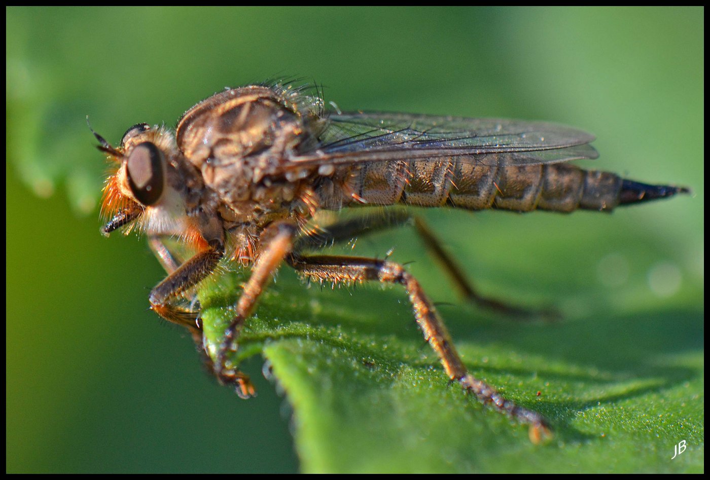 Josselyne Bayle - Machimus sp. - réf. 166456 (1400 x 947 pixels, 192 ko)