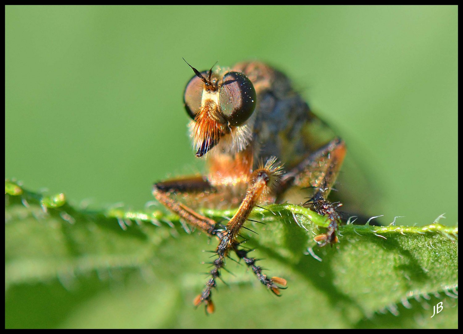 Josselyne Bayle - Machimus sp. - réf. 166457 (1500 x 1083 pixels, 189 ko)