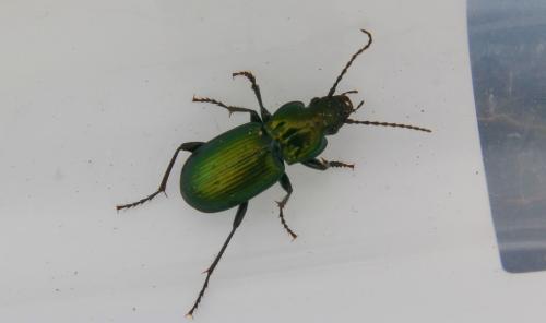 Réf. 167 217 : Pterostichus multipunctatus