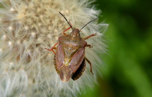 Réf. 167 223 : Carpocoris melanocerus