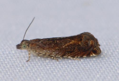 Réf. 167 006 : Epinotia tenerana
