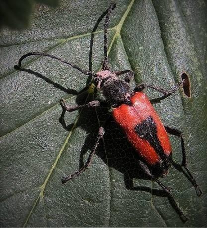 Stictoleptura cordigera