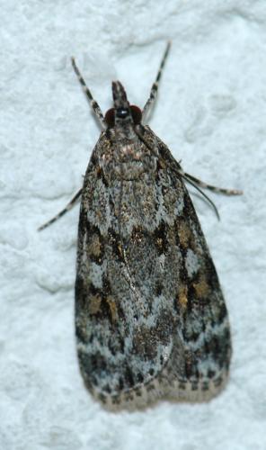 Réf. 167 031 : Scoparia sp.