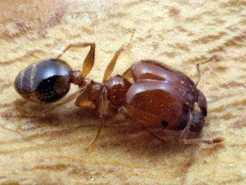 Réf. 167 810 : Pheidole pallidula