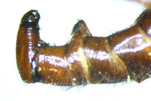 Réf. 167 680 : Sicus alpinus