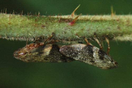 Aphrophora alni