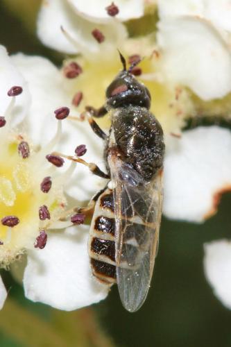 Réf. 167 025 : Nemotelus notatus