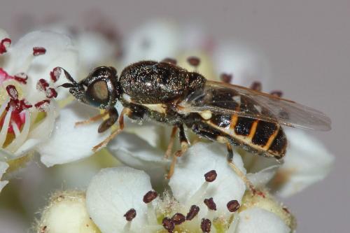 Réf. 167 026 : Nemotelus notatus