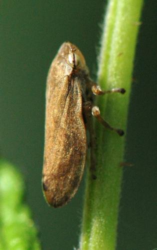 Philaenus spumarius