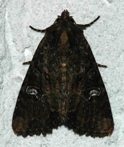 Mesapamea sp.