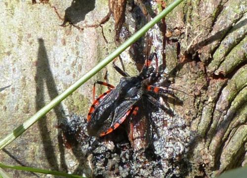 Rhynocoris annulatus