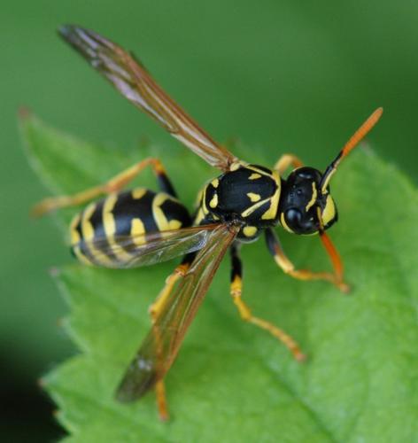 Polistes dominula