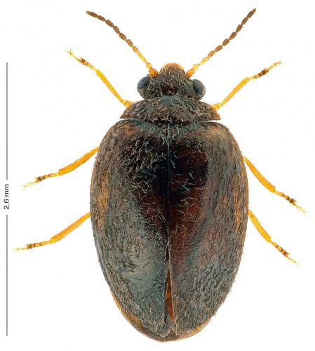 Hydrocyphon deflexicollis