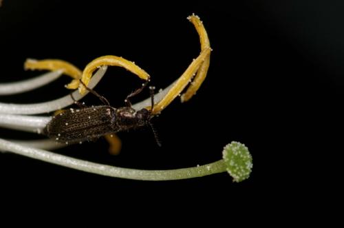 Dasytes sp.